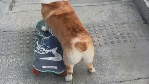 The dog is very good at skateboarding.