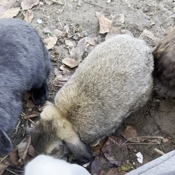 Adorable Bunny Cleaning Routine 🐇💗 | MUST WATCH
