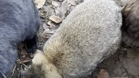 Adorable Bunny Cleaning Routine 🐇💗 | MUST WATCH