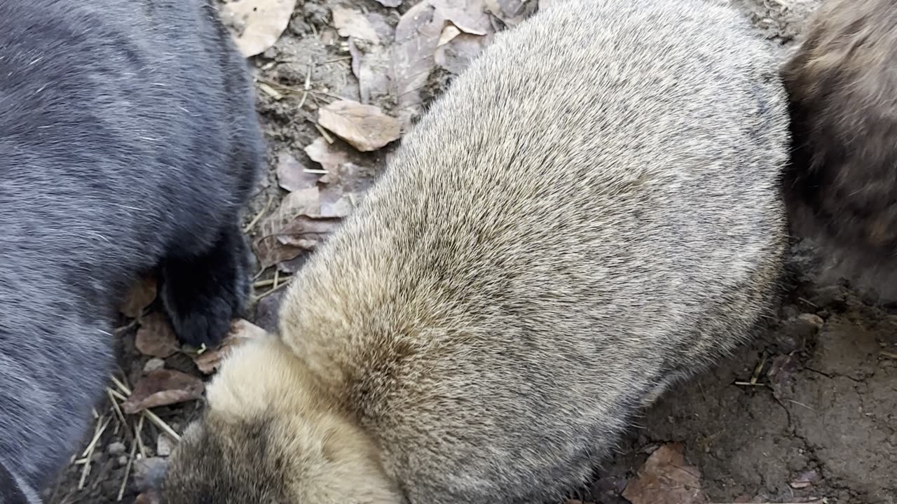 Adorable Bunny Cleaning Routine 🐇💗 | MUST WATCH