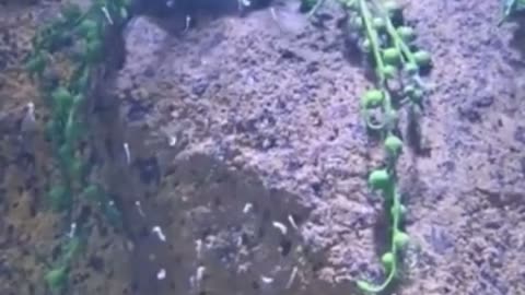 🧠✨ You Won't Believe How Male Seahorses Give Birth! | FeedMyCuriosity