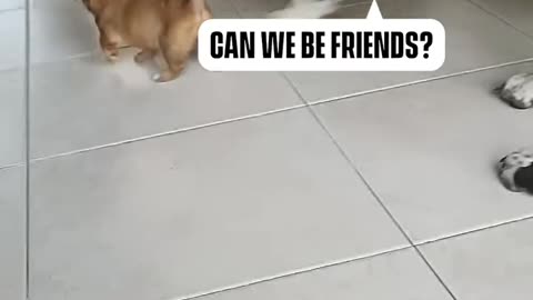 What is that small guy thinking