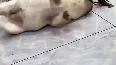 Funny video