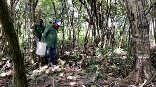 Scientists fight to save fish old as the dinosaurs from extinction