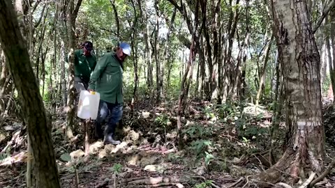 Scientists fight to save fish old as the dinosaurs from extinction