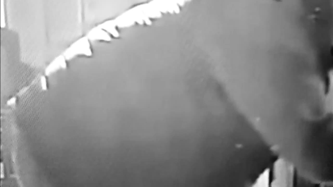 Tim Walz employee caught vandalizing tesla...apparently won't face charges
