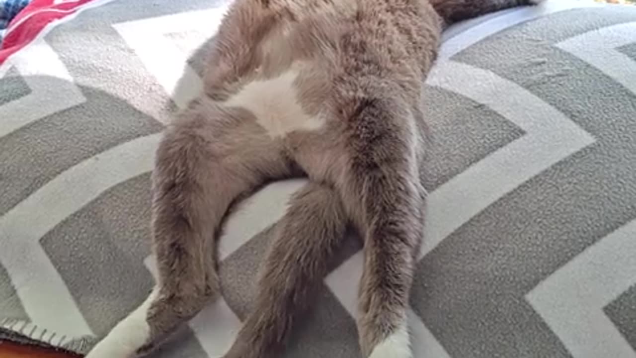 funny silly animals