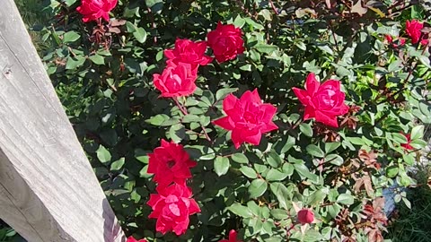 Knockout landscaping Roses don't have to be an Unruly Riot,