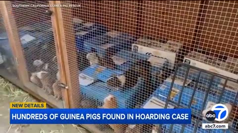 Over 400 guinea pigs found in South Los Angeles hoarding case