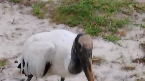 Ugly duck eating some bread LOL