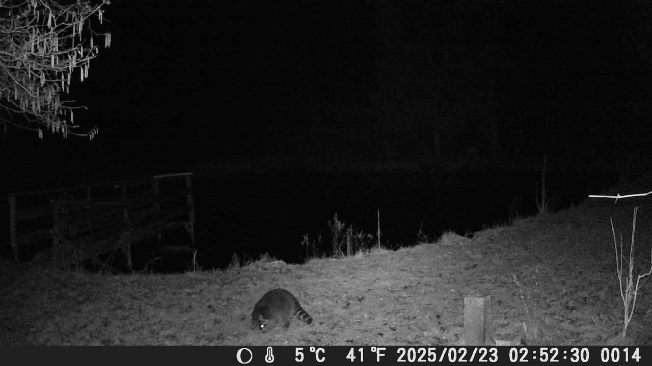 23022025 Fat Waschbär