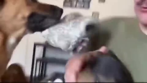 Cute dog moments 😘