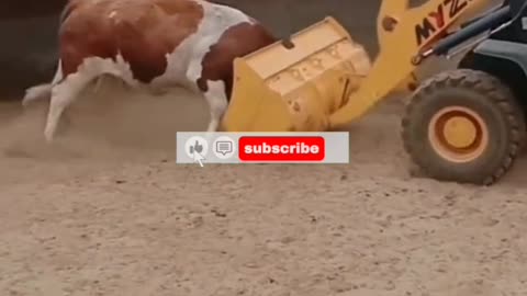 cow vs machine