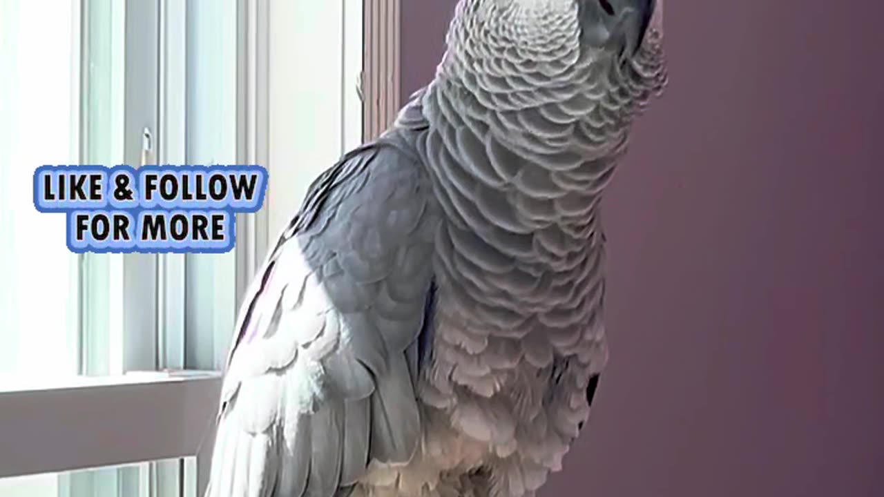 the coolest parrot ever! 🦜😂