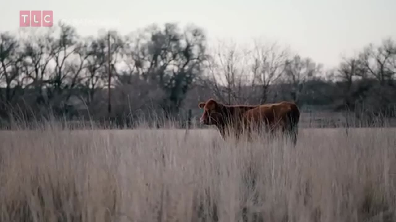 Meurtre dans la prairie 👽 Courses aux Aliens
