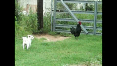 A Rooster and a Chicken