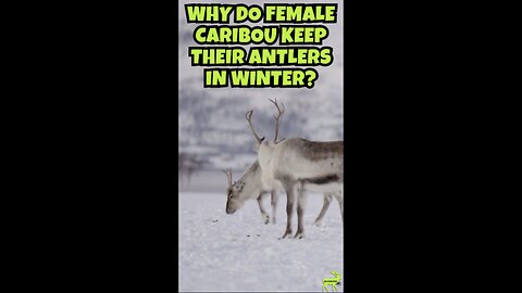 Why Do Female Caribou Keep Their Antlers in Winter? #wildlifefacts #animallovers