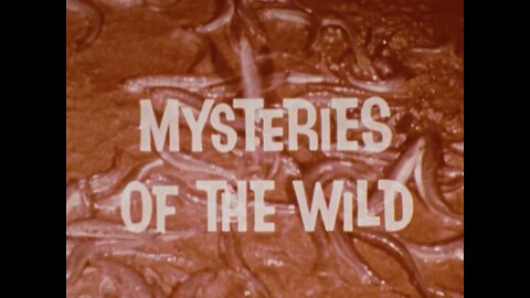 Mutual of Omaha's Wild Kingdom - "Mysteries of the Wild"