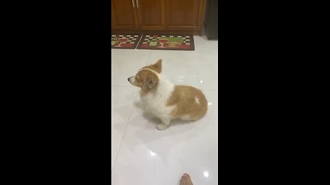 Corgi funny