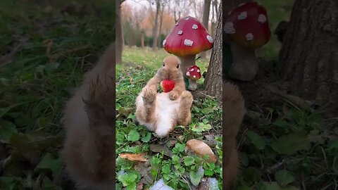 Little Rabbit has a sweet strawberry cute pet debut plan Rabbit Pastoral Little Cute Pet