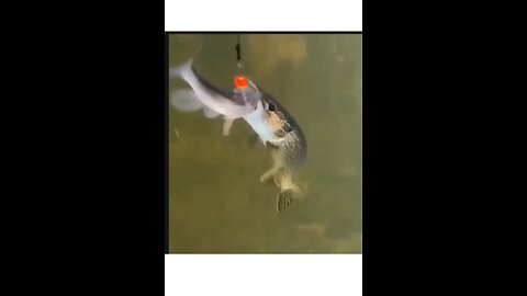 big angry fish!!