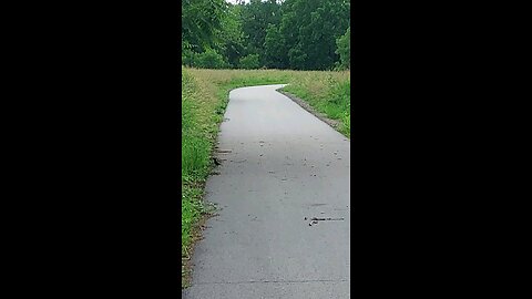 bird flying away in a hurry