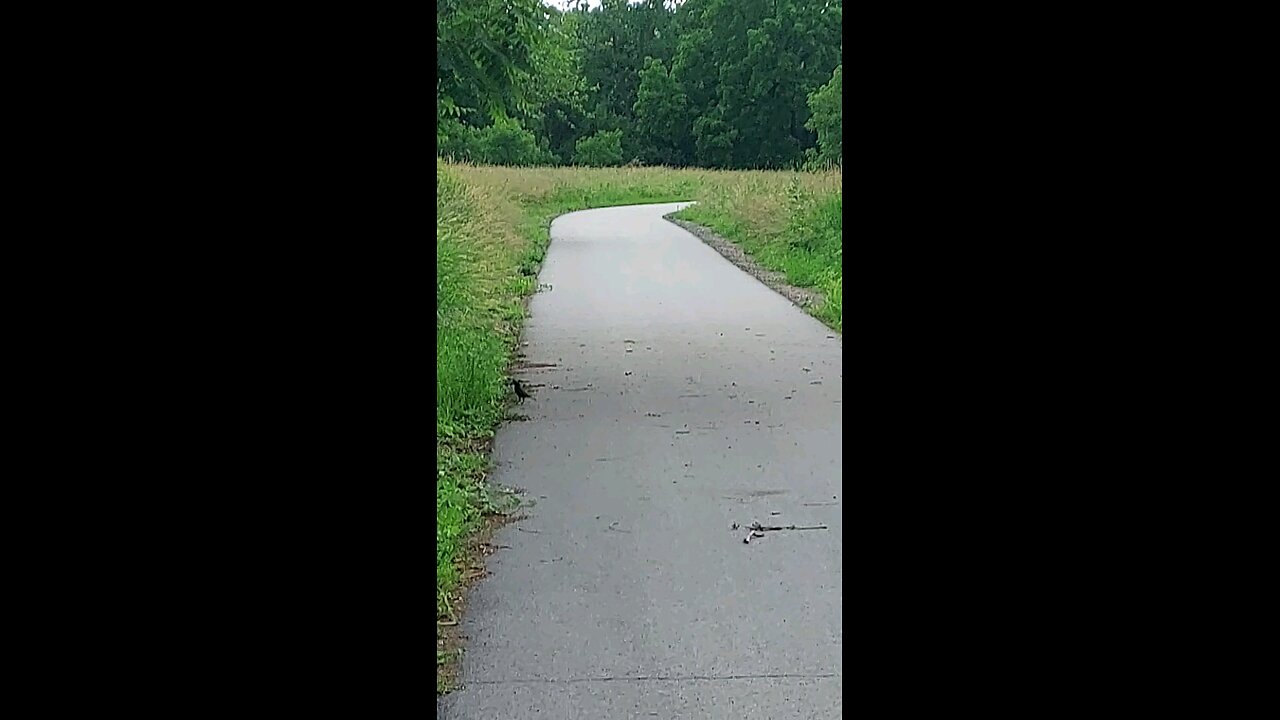 bird flying away in a hurry
