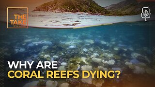What would happen if coral reefs disappeared? | The Take