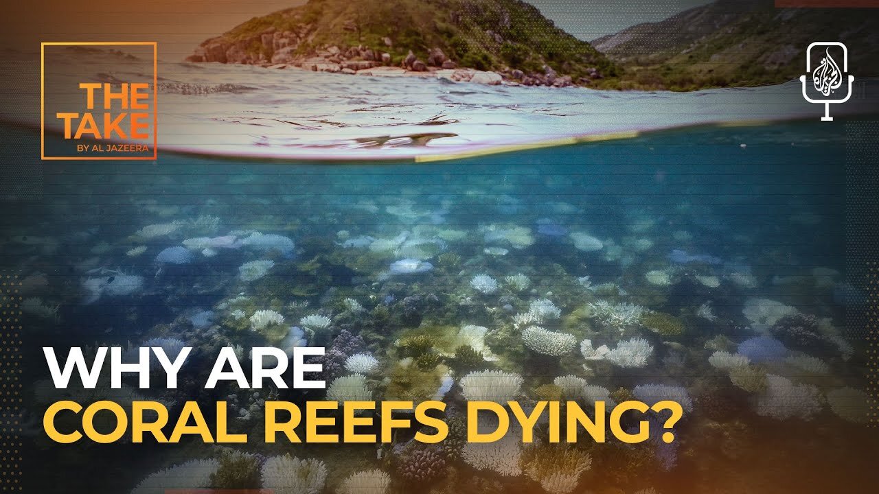 What would happen if coral reefs disappeared? | The Take