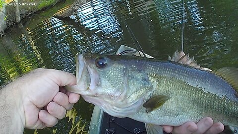 Bass cam, bass hits white soft plastic frog lure under trees on bank edge.