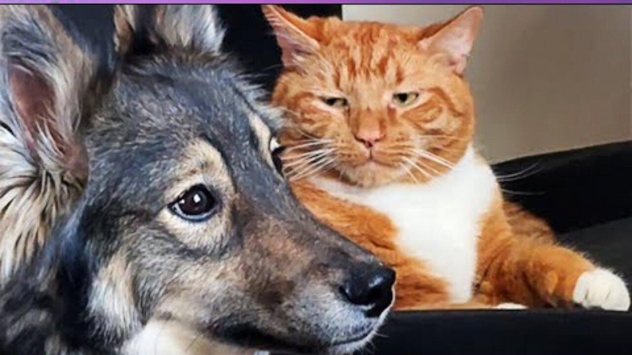 New Funny Cat and Dog Videos 😹🐶 Funniest Animals 🤣 Part 3