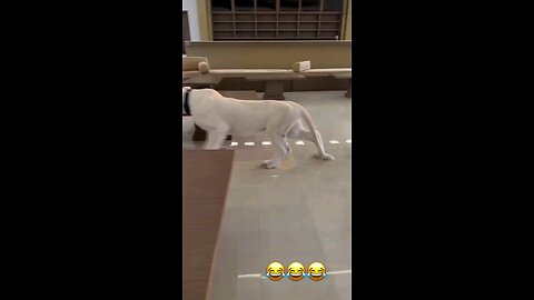 arab FUNNY video