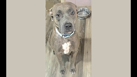 Anca's Ark Rescued Pitbull Mama a week after giving birth to 9 puppies