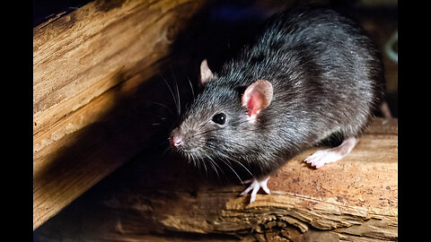 There's A Rat In Mi Kitchen called Beforeitsnews.com! Am Gonna Fix That Rat!