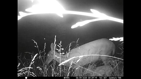 Deer Cam 06-09-2025 Doe With Fawn Game Cam Trail Cam