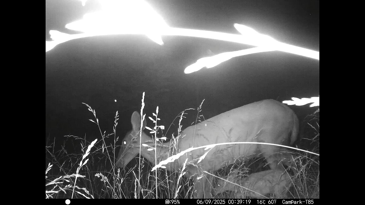 Deer Cam 06-09-2025 Doe With Fawn Game Cam Trail Cam