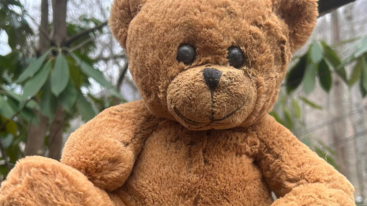 A Ripple in the Awakening - A Bear