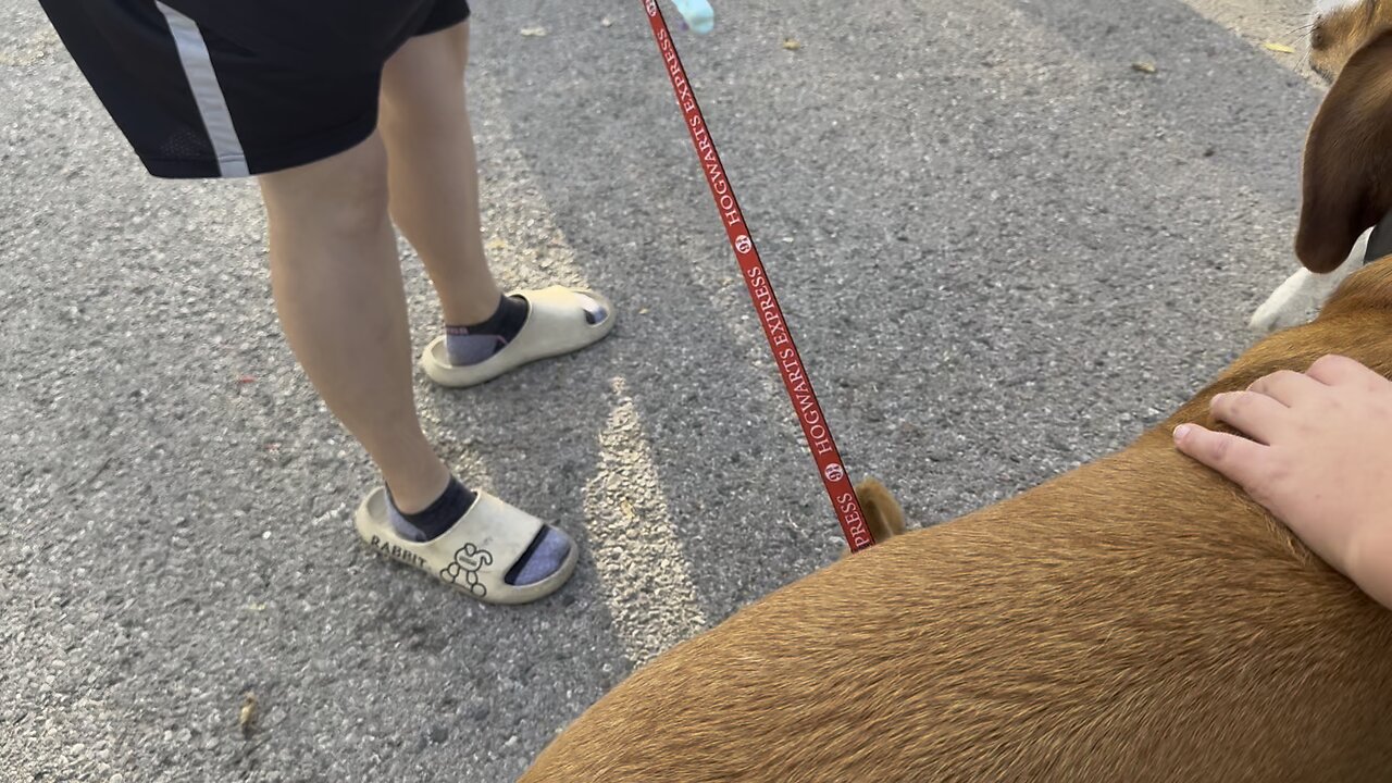 New puppy in town