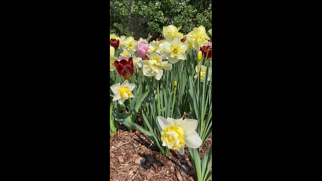 Tulips
