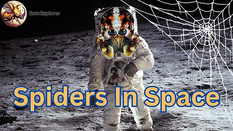 Spiders in Space - Zero Gravity and Web Building