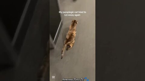 I Was NOT Ready for This Pet’s Move!