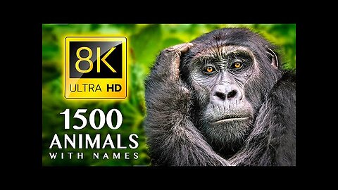 1500 ANIMALS NAMES and SOUNDS 8K ULTRA HD
