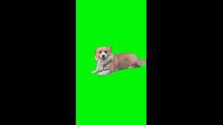 Smiling Dog | Green Screen #dog #dogs #puppy #doglover #smile #smiling #happy #fyp