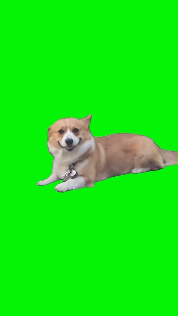 Smiling Dog | Green Screen #dog #dogs #puppy #doglover #smile #smiling #happy #fyp