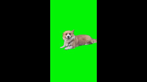 Smiling Dog | Green Screen #dog #dogs #puppy #doglover #smile #smiling #happy #fyp