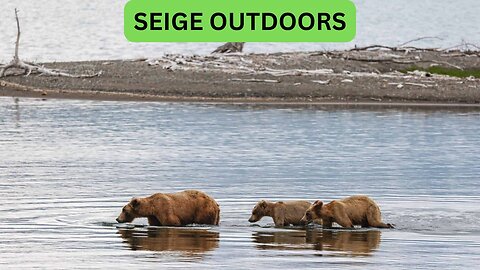 Katmai National Park Bear Feeding Live Stream!
