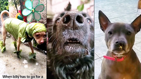 Do You Own a Dog Like This?