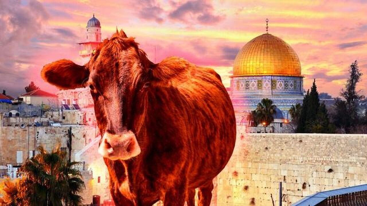 Third Temple Update: Perfect Red Heifer Approved, First Stone to Be Laid Soon
