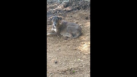 😂 Funny Dog Moments | Cute Puppy Making Everyone Laugh