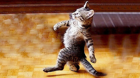 Funny Cat Walks Compilation 😂😂😂